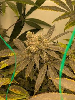 Purple Fast F1 BX Regular - картинка 3