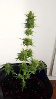 Vertigo Auto - картинка 8