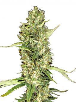 Auto Gelato - картинка 3