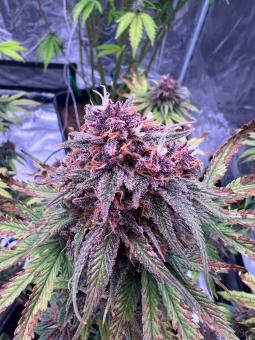 Fastberry Auto - картинка 2