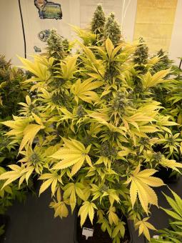 The Church - картинка 5