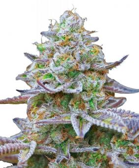 Gorilla Zkittlez - картинка 12