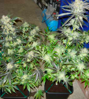 King’s Kush Auto - картинка 2