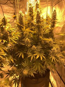 Double Og Haze - картинка 3