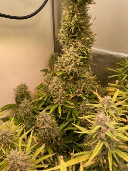 Cream Caramel Auto - картинка 8