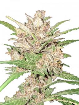 Buddha Auto Ak - картинка 1