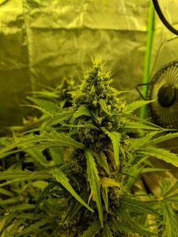 Girl Scout Cookies Auto - картинка 11