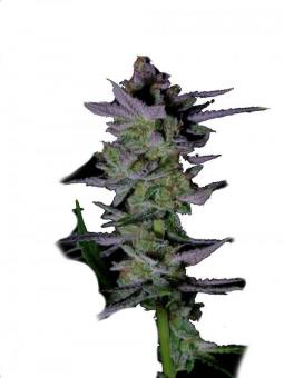 Glowstarz - картинка 1