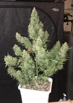 Tangie Auto - картинка 6