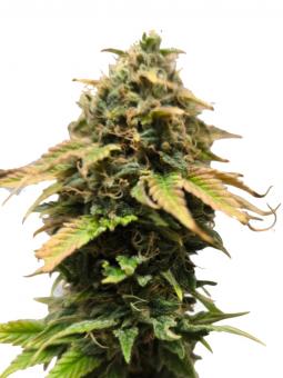 Il Diavolo Auto - картинка 1