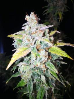 Sour Tangie Dawg - картинка 4