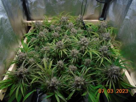 Banana Blaze - картинка 6