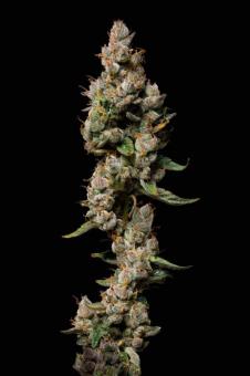 Purple Lemonade Auto - картинка 6