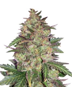 Sunset Sherbet - картинка 1