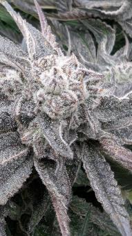 Orange Bud 2.0 - картинка 5