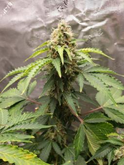 Auto Gelato Genetics - картинка 2