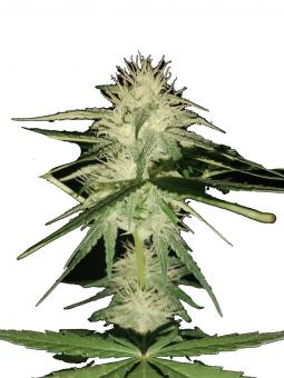 Sugarlato Auto - картинка 2