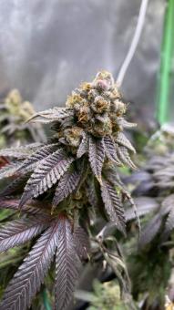 Kees' Old School Haze - картинка 4