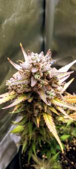 Red Mimosa XL Auto - картинка 3