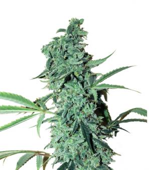 Niagara Auto - картинка 1