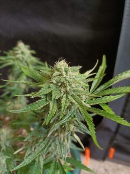 Auto White Widow CBD - картинка 3