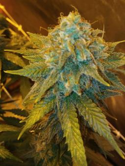 Misty Kush genetics - картинка 3