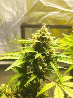 Total Cheese (aka Super Cheese) - картинка 3