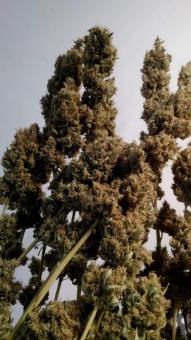 Dark Phoenix - картинка 6