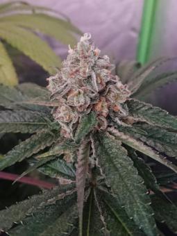 Z-Kiem - картинка 4