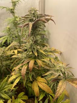 Fruity Chronic Juice - картинка 4