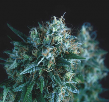 Gorila Fast - картинка 1