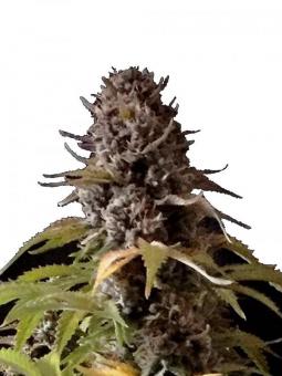 Auto Alpujarreña - картинка 6