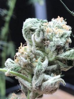 Lemonade Krush genetics - картинка 3