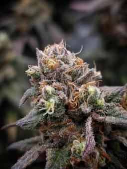 Rainbow Melon - картинка 3