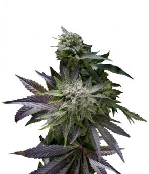 Blue Pyramid - картинка 1