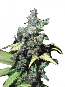 Nebula - картинка 1