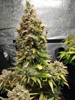 Afghan Kush Auto - картинка 4