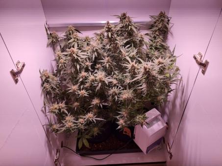 Jack 47 Auto - картинка 1