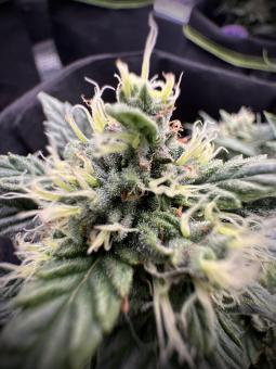 Jealousy Z XL Auto - картинка 2