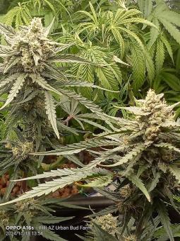 White Widow Auto - картинка 4