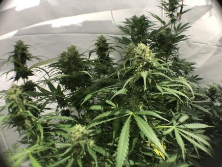 Auto New York City - картинка 4