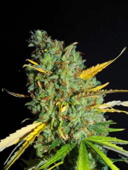 Buddha Amnesia - картинка 2