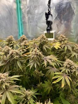 Lemon Mandarin - картинка 1