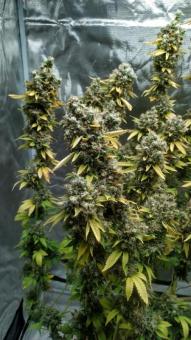 Dark Phoenix - картинка 4