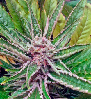 Great White Shark - картинка 3