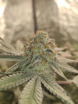 Frozen Biscotti - картинка 4