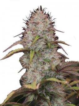 Blueberry Auto - картинка 1