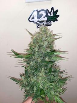 CBD Auto 20:1 - картинка 5