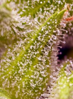 Sweet Cherry Pie - картинка 2