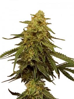 Opium - картинка 8